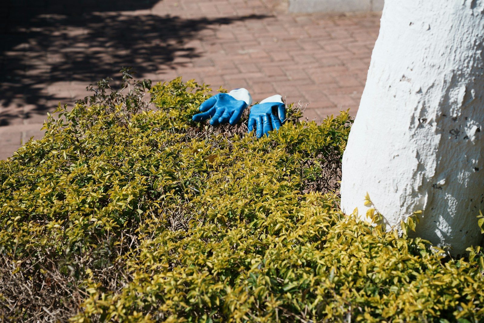 A pair of blue gloves laying on the ground next to a tree